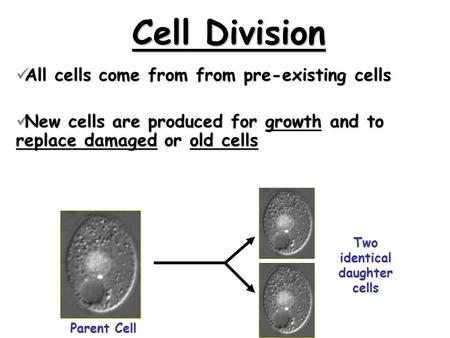 Cell Division All cells come from from pre-existing cells All cells come from from pre-existing cells New cells are produced for growth and to replace.