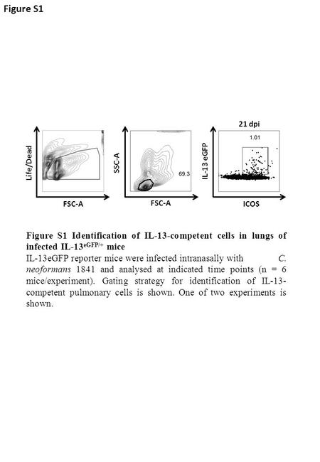 FSC-A ICOS Life/DeadSSC-A IL-13 eGFP 21 dpi Figure S1 Figure S1 Identification of IL-13-competent cells in lungs of infected IL-13 eGFP/+ mice IL-13eGFP.
