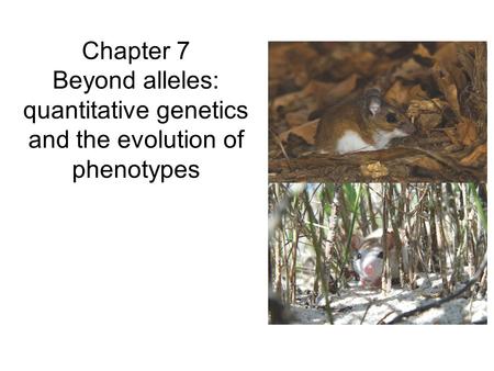 Chapter 7 Beyond alleles: quantitative genetics and the evolution of phenotypes.