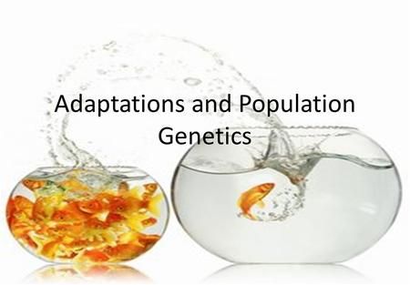 Adaptations and Population Genetics. Evolution Types of Adaptation  An adaptation is a trait shaped by natural selection that increases an organism’s.