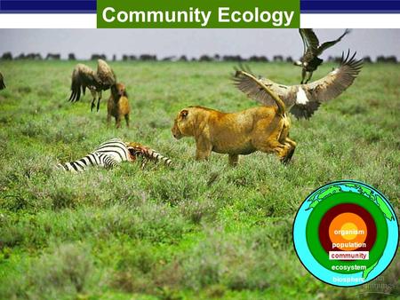 AP Biology Community Ecology population ecosystem community biosphere organism.