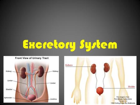 Excretory System. Respiration Waste When respiration occurs, your body breaks down oxygen and glucose. The waste products are carbon dioxide and water.
