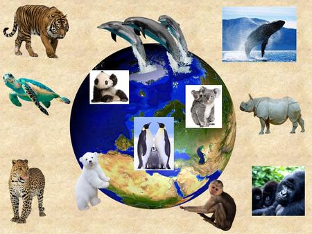 The theme of the lesson: How to save endangered animals?