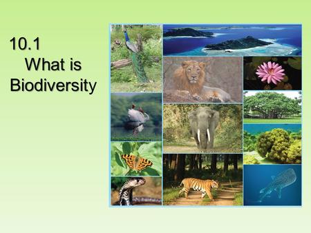 10.1 What is Biodiversit What is Biodiversity. In two minutes, list as many species as you can think of.