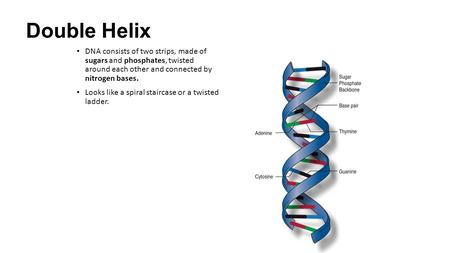 Double Helix DNA consists of two strips, made of sugars and phosphates, twisted around each other and connected by nitrogen bases. Looks like a spiral.