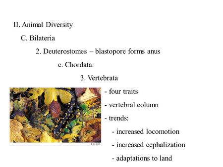II. Animal Diversity C. Bilateria 2. Deuterostomes – blastopore forms anus c. Chordata: 3. Vertebrata - four traits - vertebral column - trends: - increased.