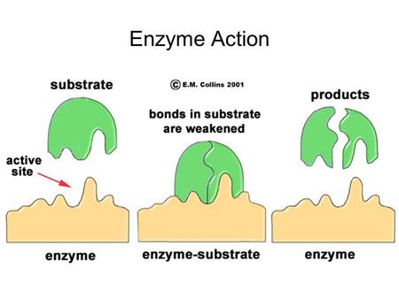 Enzyme Action.