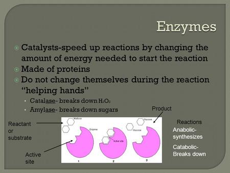  Catalysts-speed up reactions by changing the amount of energy needed to start the reaction  Made of proteins  Do not change themselves during the reaction.