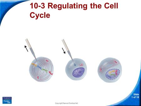 Slide 1 of 18 Copyright Pearson Prentice Hall 10-3 Regulating the Cell Cycle.