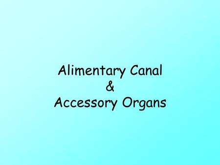 Alimentary Canal & Accessory Organs. Warm up Apr. 7 What are two parts of the digestive system? Describe mechanical digestion. How much can the stomach.