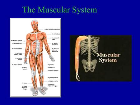 The Muscular System. 1. The main function of the muscular system is to work with our skeletal system to help us move.