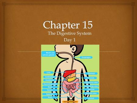 The Digestive System Day 1