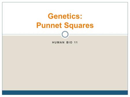 HUMAN BIO 11 Genetics: Punnet Squares. Mendelian Genetics Alleles  a form of the gene Phenotype  physical appearance Genotype  the alleles a person.