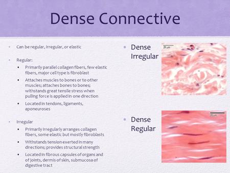 Dense Connective Can be regular, irregular, or elastic Regular: Primarily parallel collagen fibers, few elastic fibers, major cell type is fibroblast Attaches.