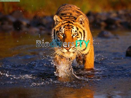  The bengal tiger is one of a thousand extinct animals.  The tiger is found in India, Nepal, Manchuria, China, and south East Asia.  The estimated.
