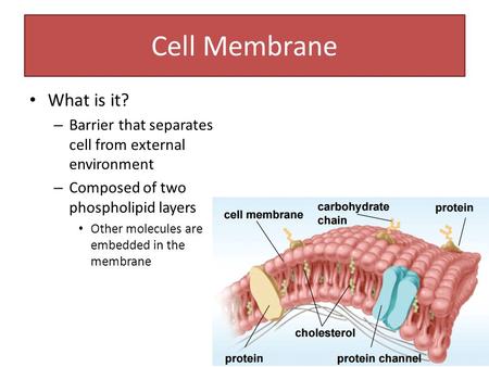 Cell Membrane What is it? – Barrier that separates cell from external environment – Composed of two phospholipid layers Other molecules are embedded in.