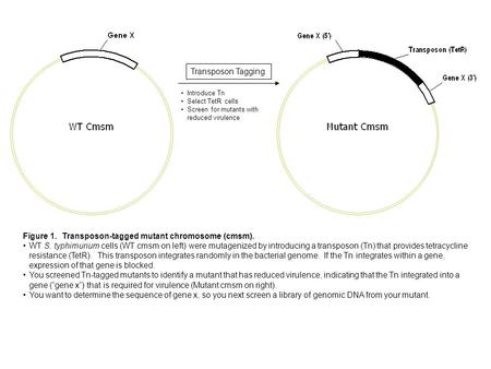 Figure 1. Transposon-tagged mutant chromosome (cmsm). WT S. typhimurium cells (WT cmsm on left) were mutagenized by introducing a transposon (Tn) that.
