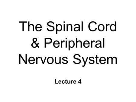 The Spinal Cord & Peripheral Nervous System Lecture 4.