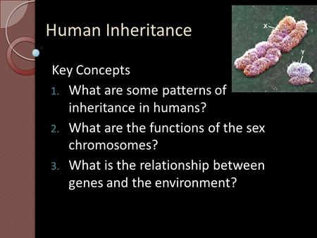 Human Inheritance Key Concepts 1. What are some patterns of inheritance in humans? 2. What are the functions of the sex chromosomes? 3. What is the relationship.