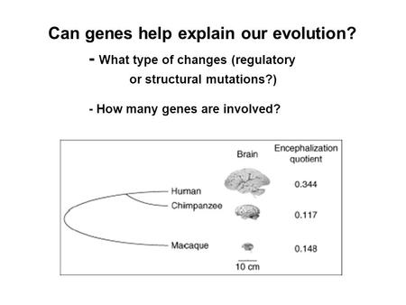 Can genes help explain our evolution? - What type of changes (regulatory or structural mutations?) - How many genes are involved?