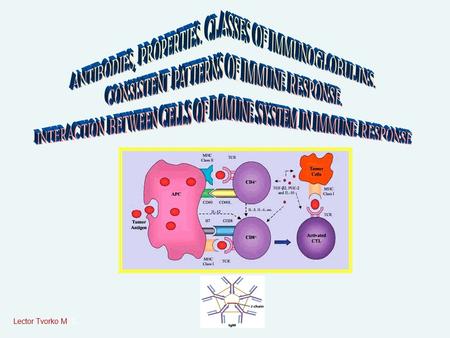 Lector Tvorko M. S.. ANTIBODIES (IMMUNOGLOBULINS) Antibodies are globulin proteins (immunoglobulins) that react specifically with the antigen that stim­ulated.