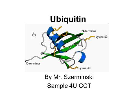 Ubiquitin By Mr. Szerminski Sample 4U CCT. Topics to be discussed General info: - it is a regulatory protein that has been found in almost all tissues.