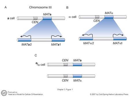 From a to α Yeast as a Model for Cellular Differentiation © 2007 by Cold Spring Harbor Laboratory Press. Chapter 3, Figure 1.