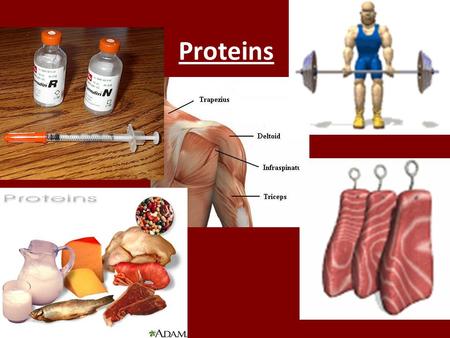 Proteins. Functions of Proteins Some Functions of Proteins Type of proteinExampleFunction Enzymes amylasePromotes the break down of starch to the simple.