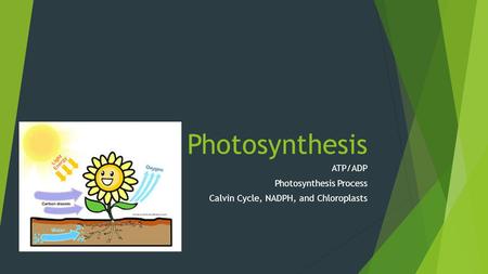 Photosynthesis ATP/ADP Photosynthesis Process Calvin Cycle, NADPH, and Chloroplasts.