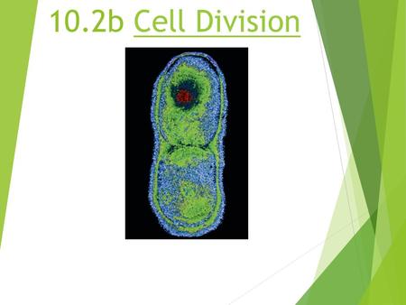 10.2b Cell DivisionCell Division. 2 Phases of the Cell Cycle  The cell cycle consists of  Interphase – normal cell activity  The mitotic phase – cell.