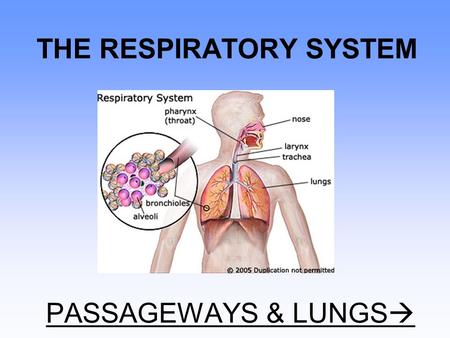 THE RESPIRATORY SYSTEM PASSAGEWAYS & LUNGS
