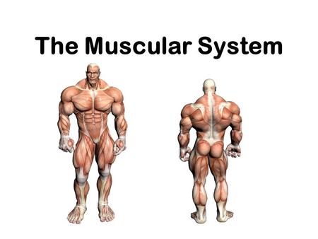 The Muscular System. or “Everything you ever wanted to know about Muscles, but were afraid to ask” !!!