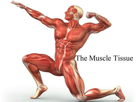 The Muscle Tissue.