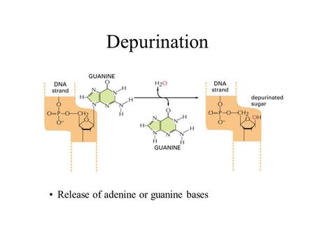 Depurination Release of adenine or guanine bases.