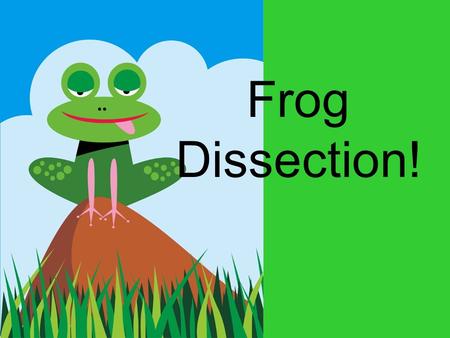 Frog Dissection!. Frog Background Animal Class: Amphibian Where frogs live: Many live on land, but they must return to water to reproduce because eggs.