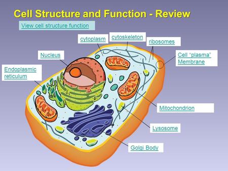 Cell Structure and Function - Review Cell “plasma” Membrane Nucleus Mitochondrion Endoplasmic reticulum Golgi Body Lysosome ribosomes cytoplasm cytoskeleton.