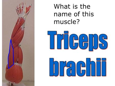 What is the name of this muscle?. What are the brain membranes called?