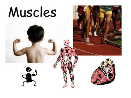 Muscles. MUSCLES Muscle – Organ that contracts and relaxes (returns to regular length). As a result, body parts move. Tendon – thick bands that attach.