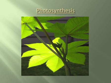 green plants change light energy from the sun into chemical energy.  Photosynthesis – The process by which green plants change light energy from the.