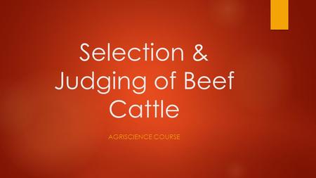 Selection & Judging of Beef Cattle