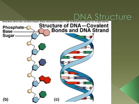 DNA stands for DEOXYRIBONUCLEIC ACID  DNA holds genetic information in cells  DNA is a nucleic acid polymer. › The monomer of a nucleic acid is a.