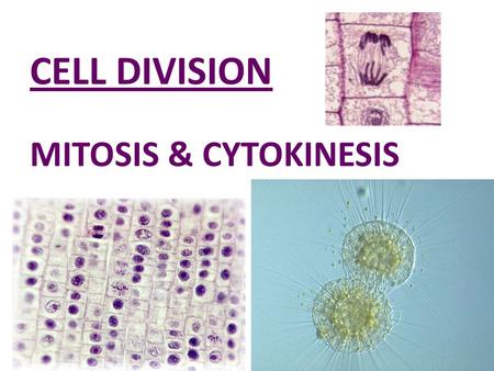 CELL DIVISION MITOSIS & CYTOKINESIS. asexual reproduction - - - produce new individuals Why do cells divide?