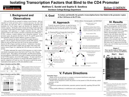 Isolating Transcription Factors that Bind to the CD4 Promoter Matthew C. Surdel and Sophia D. Sarafova Davidson College Biology Department I. Background.