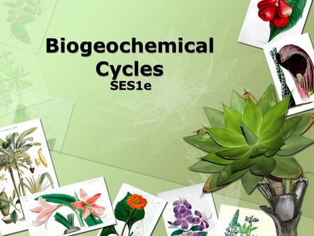 Biogeochemical Cycles SES1e. Recycling in the Biosphere VOCABULARY  Biogeochemical Cycles – Process in which elements, chemical compounds, and other.