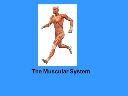 The Muscular System Muscular System Muscle Tissue and Connective Tissue Somewhere in your body a muscle is working. Try as you might to keep still, you.