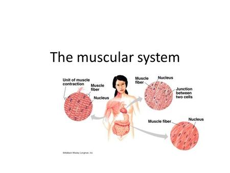 The muscular system. Three types of muscle Smooth muscle is an involuntary muscle. Example – digestive system Cardiac muscle is an involuntary muscle.