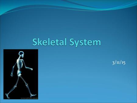 Skeletal System 3/11/15.