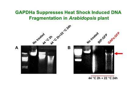 GAPDHa Suppresses Heat Shock Induced DNA Fragmentation in Arabidopsis plant No treated 44  C 2h 44  C 2h+22  C 24h No treated BIP:GFP GAPa:GFP 44 
