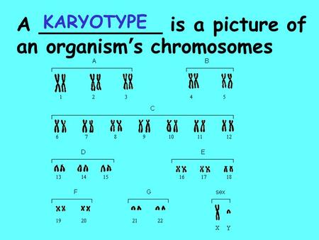 A __________ is a picture of an organism’s chromosomes