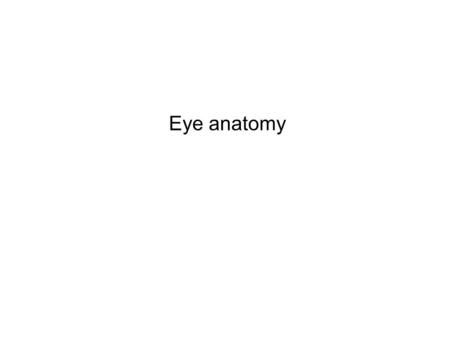 Eye anatomy.